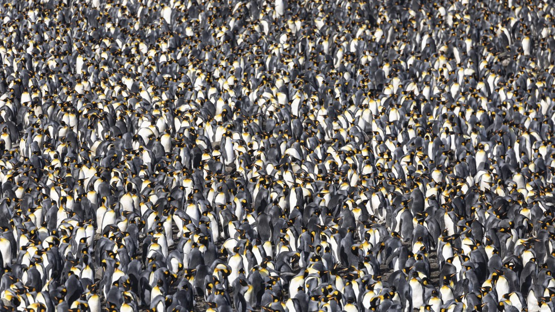 OTL30-25, Day 7, St Andrews (2) © Sara Jenner - Oceanwide Expeditions.jpg