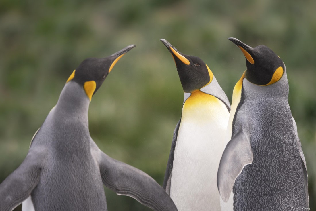 OTL30-25, Day 7, Three kings at gold harbour 1 © Sara Jenner - Oceanwide Expeditions.jpg