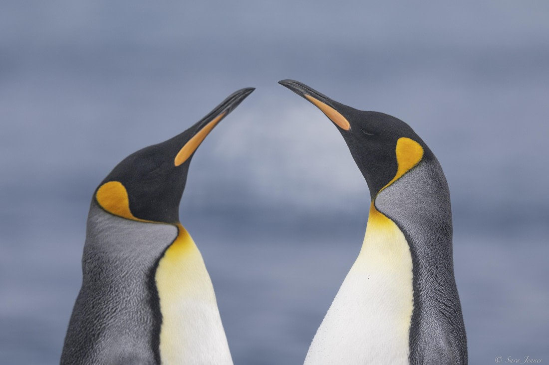 OTL30-25, Day 7, Two kings (3) © Sara Jenner - Oceanwide Expeditions.jpg