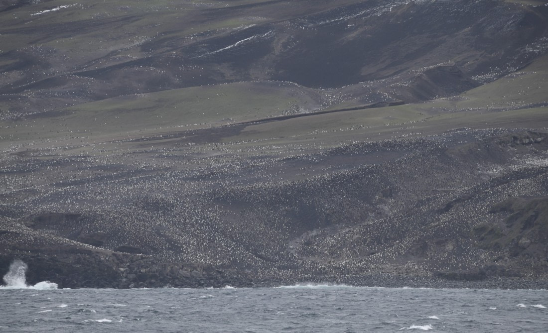 OTL30-25, Day 8, Chinstraps © Unknown photographer - Oceanwide Expeditions.JPG