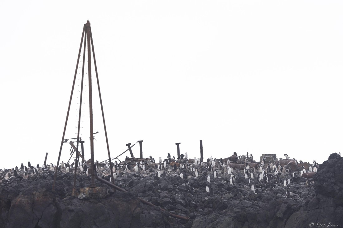 OTL30-25, Day 9, Penguins at Thule © Sara Jenner - Oceanwide Expeditions.jpg