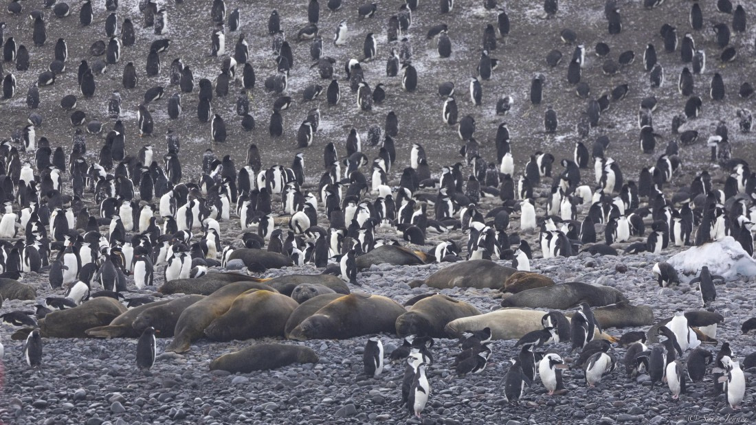 OTL30-25, Day 9, Thule Island wildlife © Sara Jenner - Oceanwide Expeditions.jpg