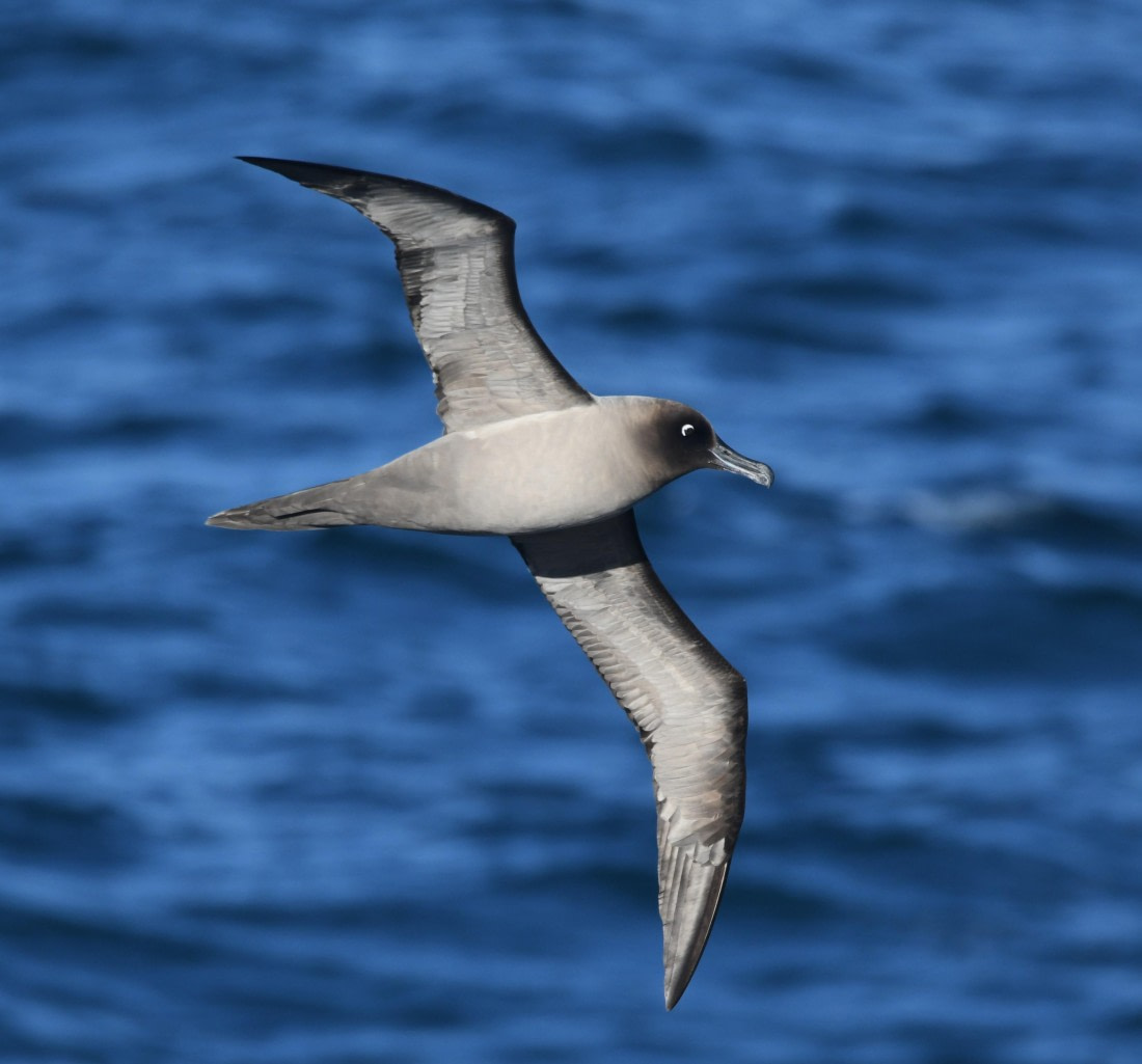 OTL30-25, Day 10, GH © Unknown photographer - Oceanwide Expeditions.JPG