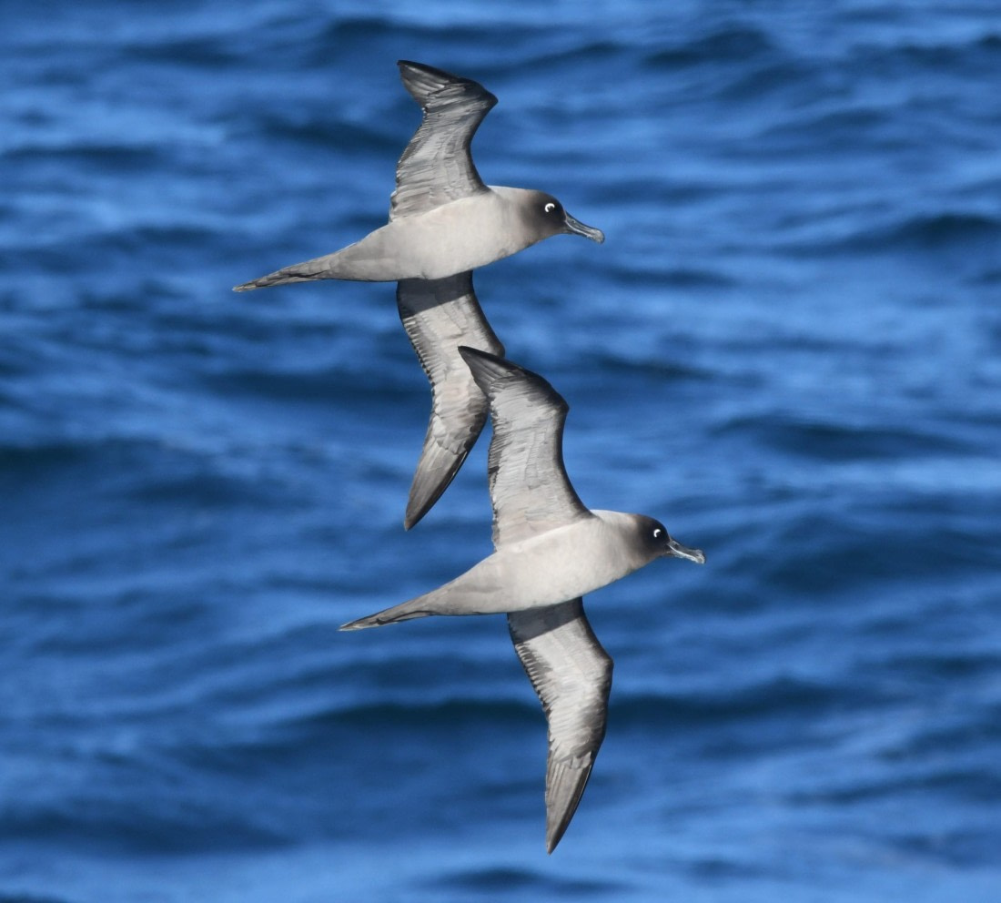 OTL30-25, Day 10, GHs © Unknown photographer - Oceanwide Expeditions.JPG