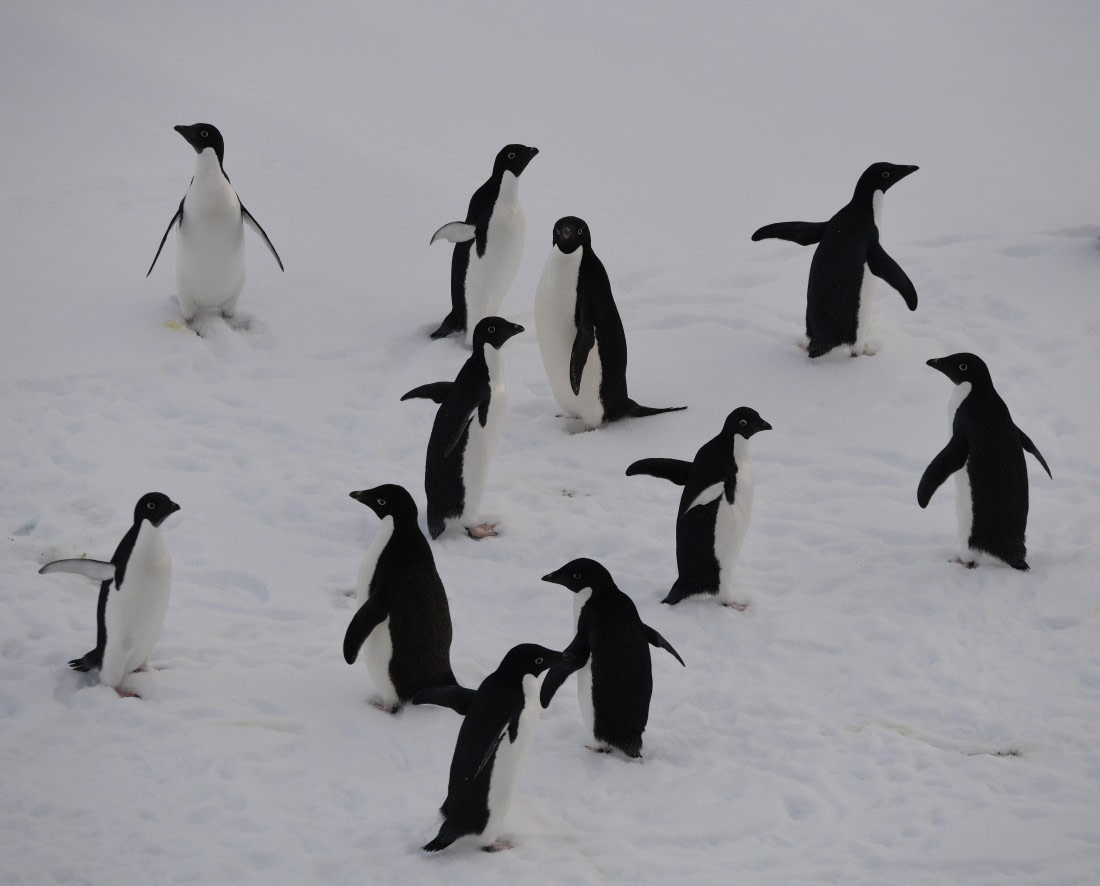 OTL30-25, Day 13, Black and white © Unknown photographer - Oceanwide Expeditions.JPG