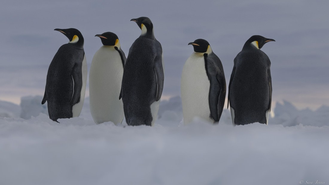 OTL30-25, Day 13, Emperor penguins © Sara Jenner - Oceanwide Expeditions.jpg
