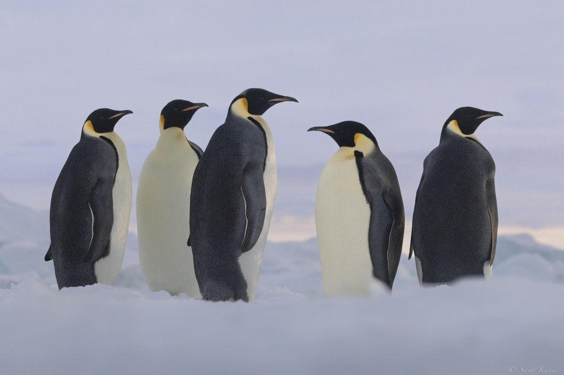 OTL30-25, Day 13, Emperor penguins at sunset 3 © Sara Jenner - Oceanwide Expeditions.jpg