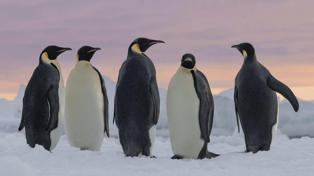 OTL30-25, Day 13, Emperor penguins at sunset 5 © Sara Jenner - Oceanwide Expeditions.jpg
