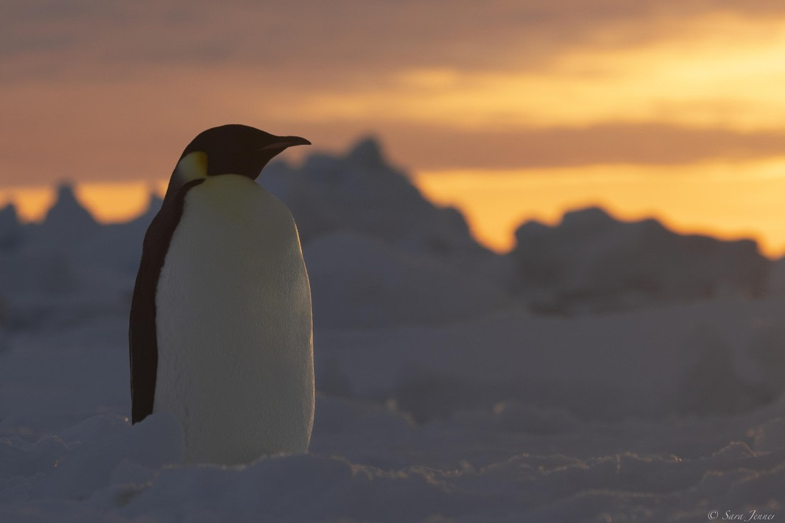 OTL30-25, Day 13, Emperor with sunset © Sara Jenner - Oceanwide Expeditions.jpg