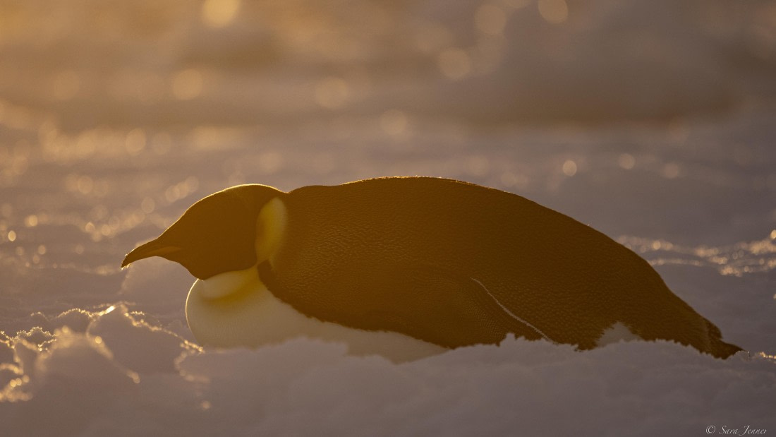 OTL30-25, Day 13, Emperor with sunset 1 © Sara Jenner - Oceanwide Expeditions.jpg