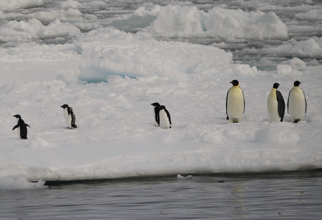 OTL30-25, Day 13, Moulting adelies and emperors © Unknown photographer - Oceanwide Expeditions.JPG