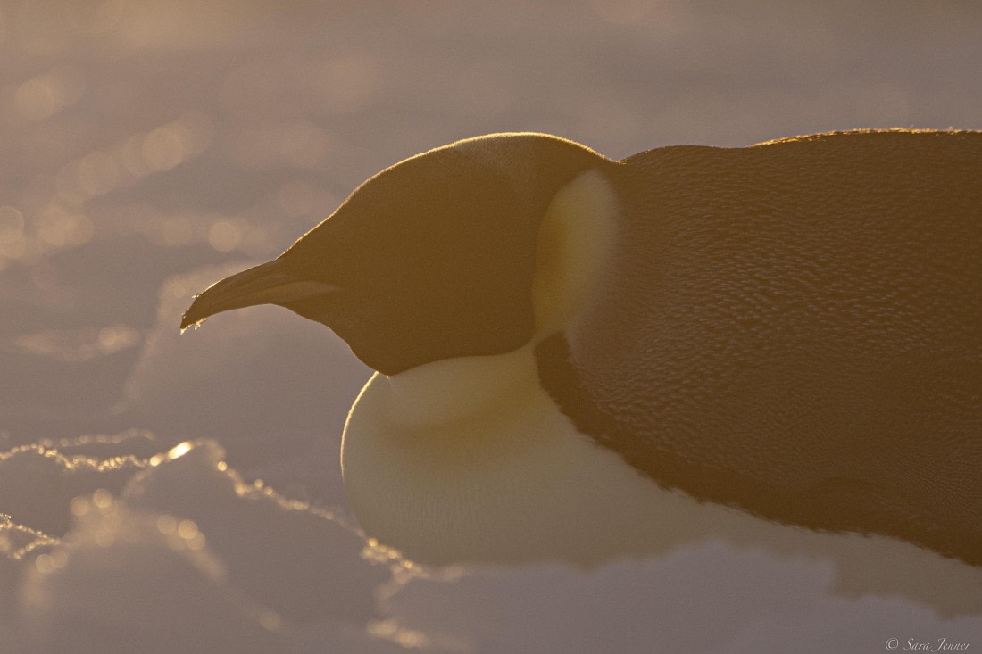 OTL30-25, Day 13, Penguin at sunset 7 © Sara Jenner - Oceanwide Expeditions.jpg