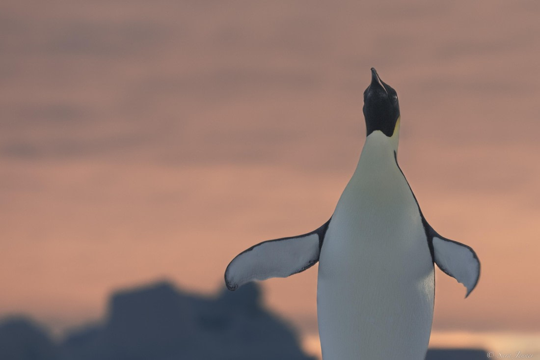 OTL30-25, Day 13, Penguins at sunset 5 © Sara Jenner - Oceanwide Expeditions.jpg