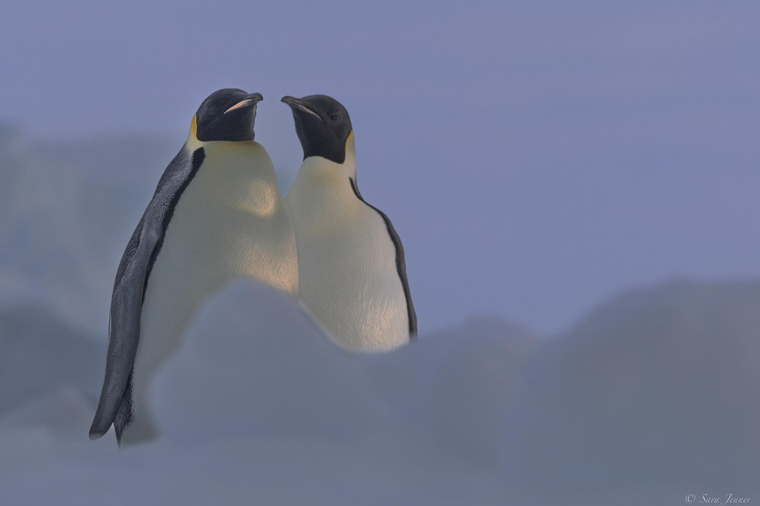 OTL30-25, Day 13, Penguins at sunset 7 © Sara Jenner - Oceanwide Expeditions.jpg