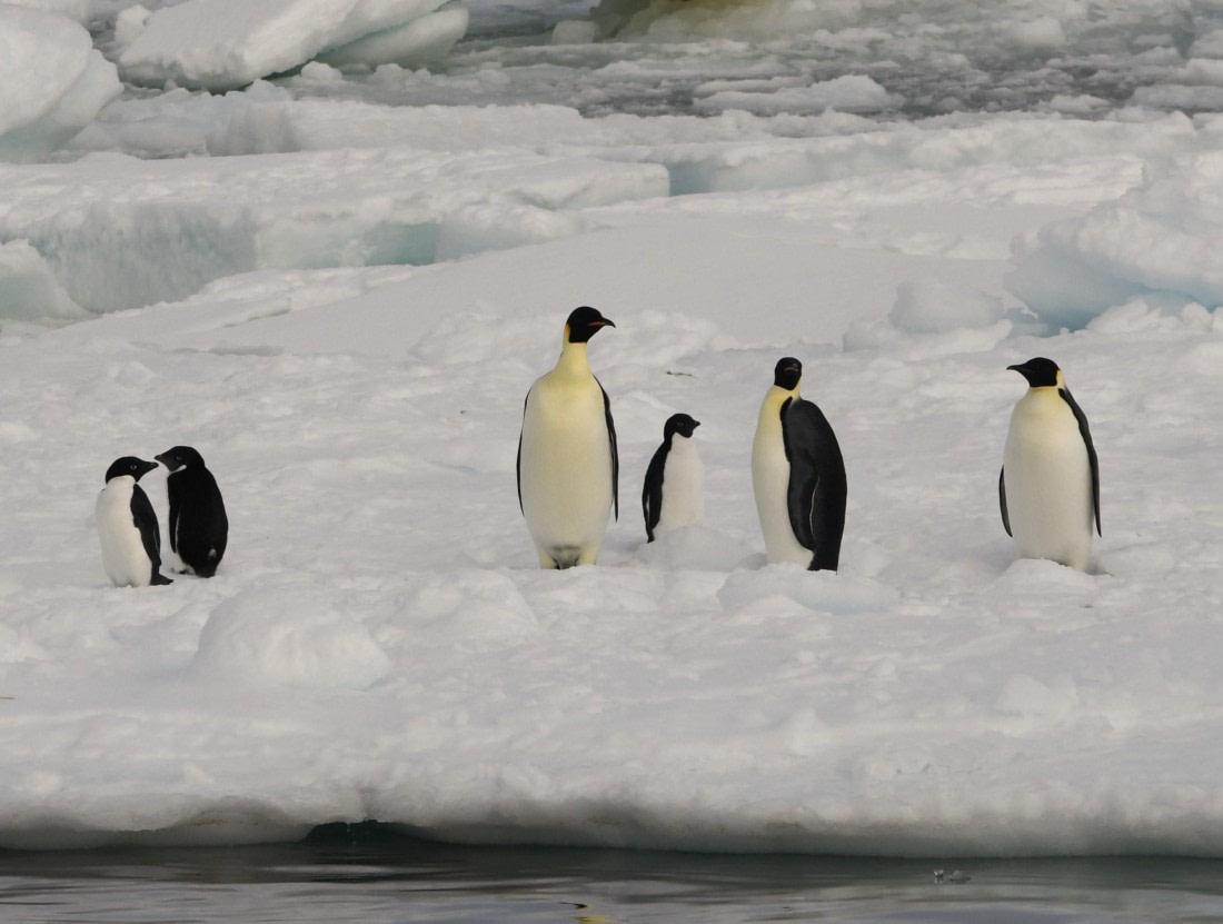 OTL30-25, Day 13, Size difference © Unknown photographer - Oceanwide Expeditions.JPG