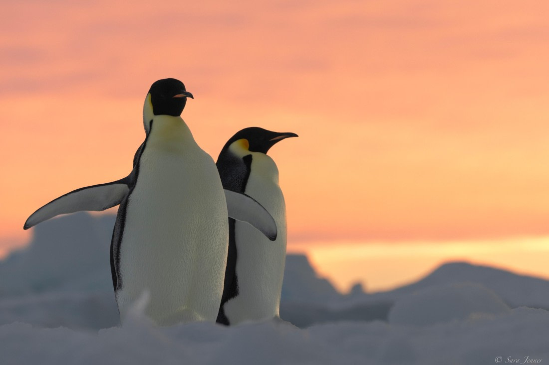 OTL30-25, Day 13, Sunset penguins © Sara Jenner - Oceanwide Expeditions.jpg