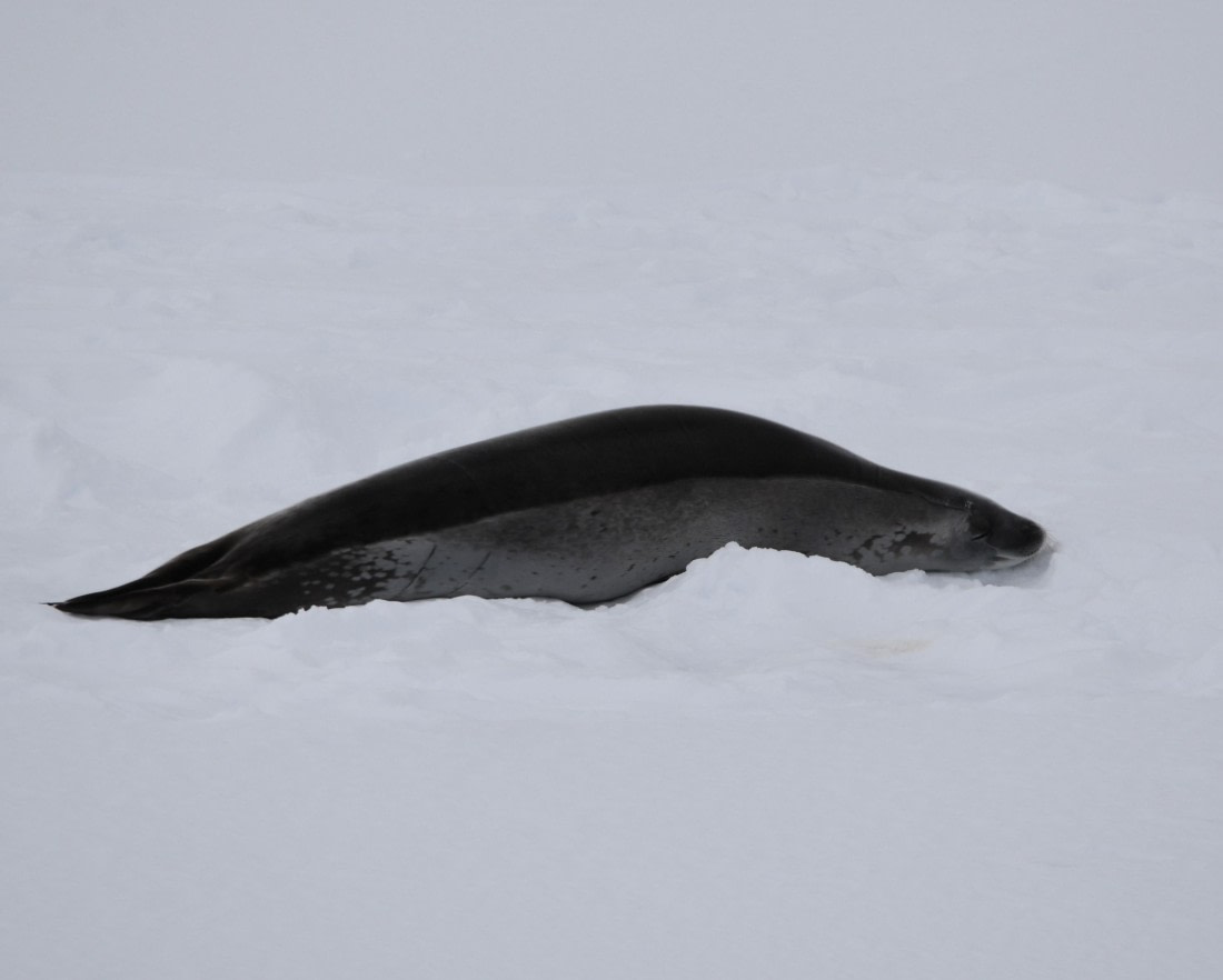 OTL30-25, Day 13, Weddell sleeping © Unknown photographer - Oceanwide Expeditions.JPG
