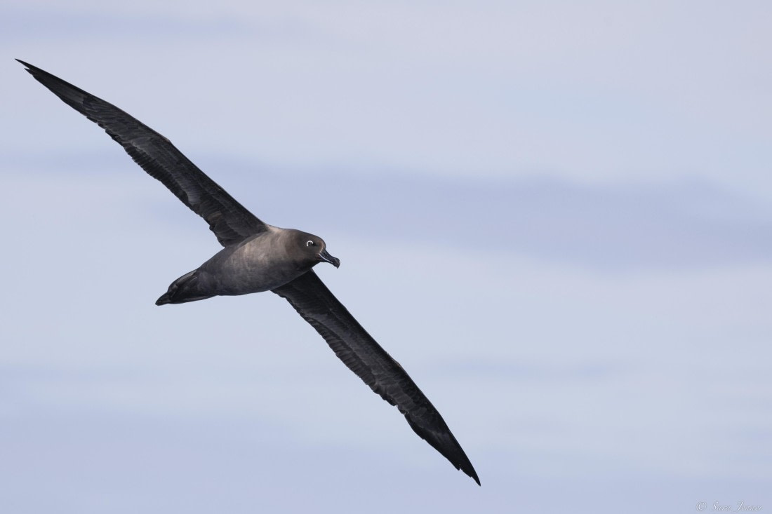 OTL30-25, Day 19, Light-mantled albatross © Sara Jenner - Oceanwide Expeditions.jpg