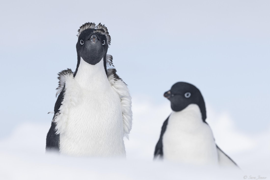OTL30-25, Day 22, Adelie Penguins 1 © Sara Jenner - Oceanwide Expeditions.jpg