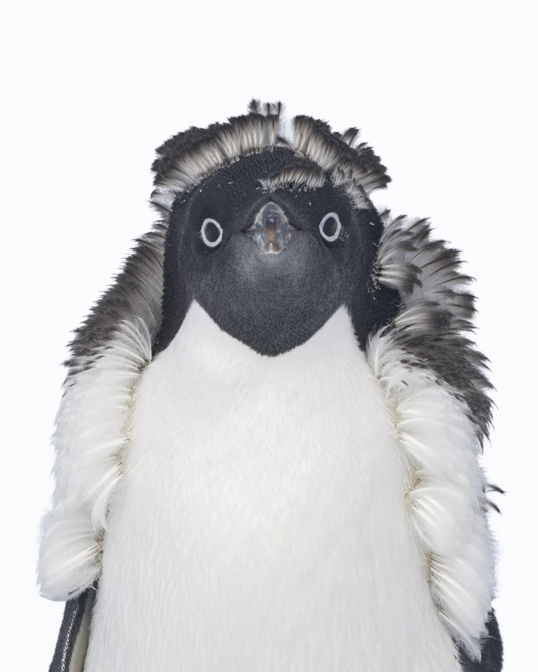 OTL30-25, Day 22, Adelie Penguins 3 - Copy © Sara Jenner - Oceanwide Expeditions.jpg