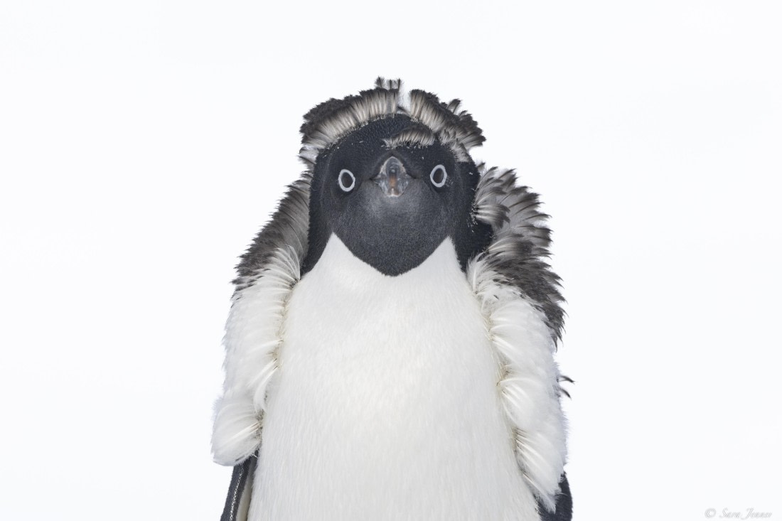 OTL30-25, Day 22, Adelie Penguins 3 © Sara Jenner - Oceanwide Expeditions.jpg