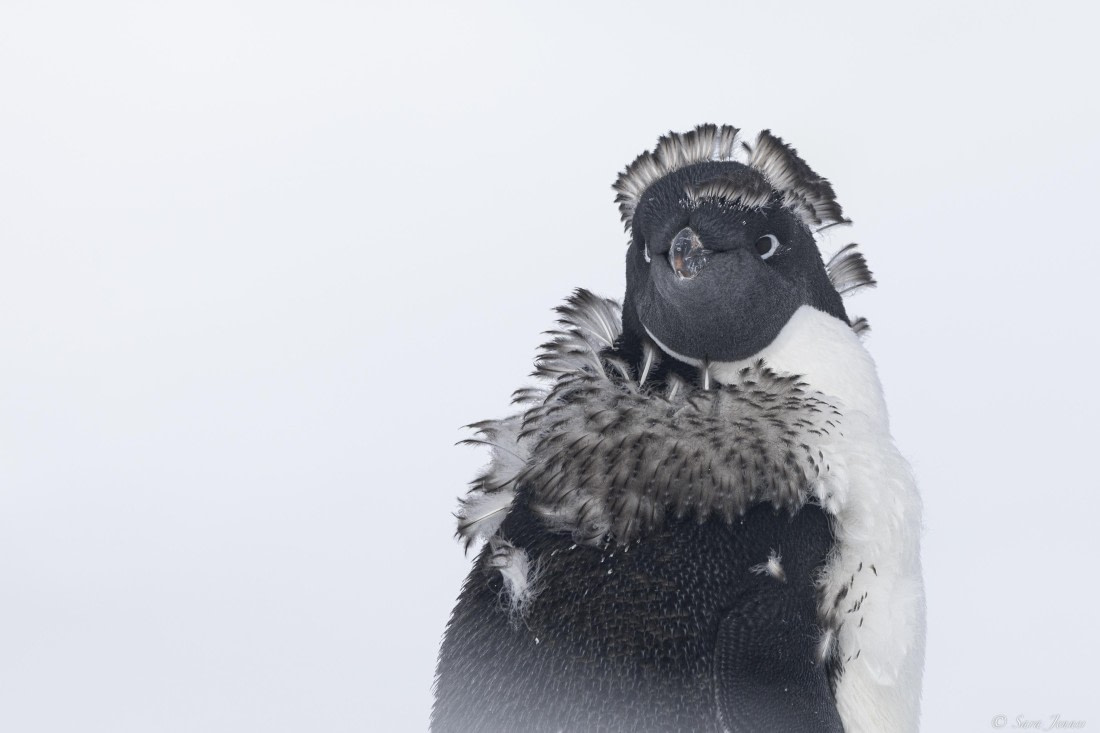 OTL30-25, Day 22, Adelie Penguins 4 © Sara Jenner - Oceanwide Expeditions.jpg