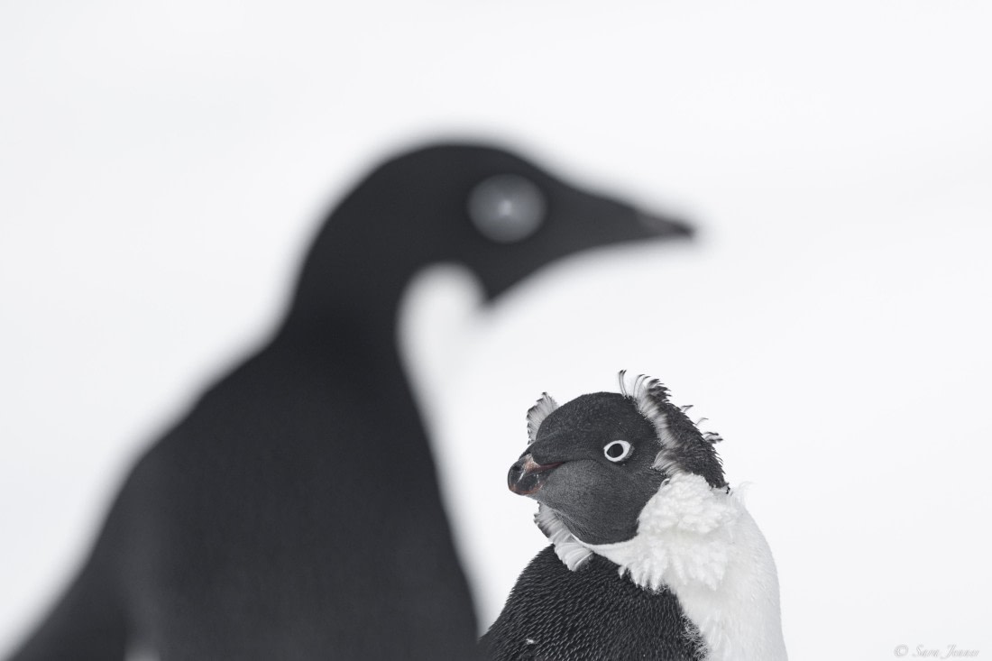 OTL30-25, Day 22, Adelie Penguins 5 © Sara Jenner - Oceanwide Expeditions.jpg