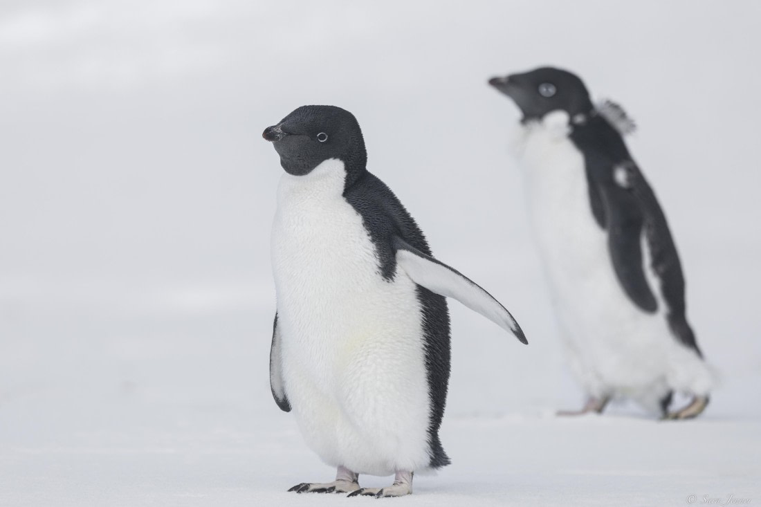 OTL30-25, Day 22, Adelie Penguins 6 © Sara Jenner - Oceanwide Expeditions.jpg