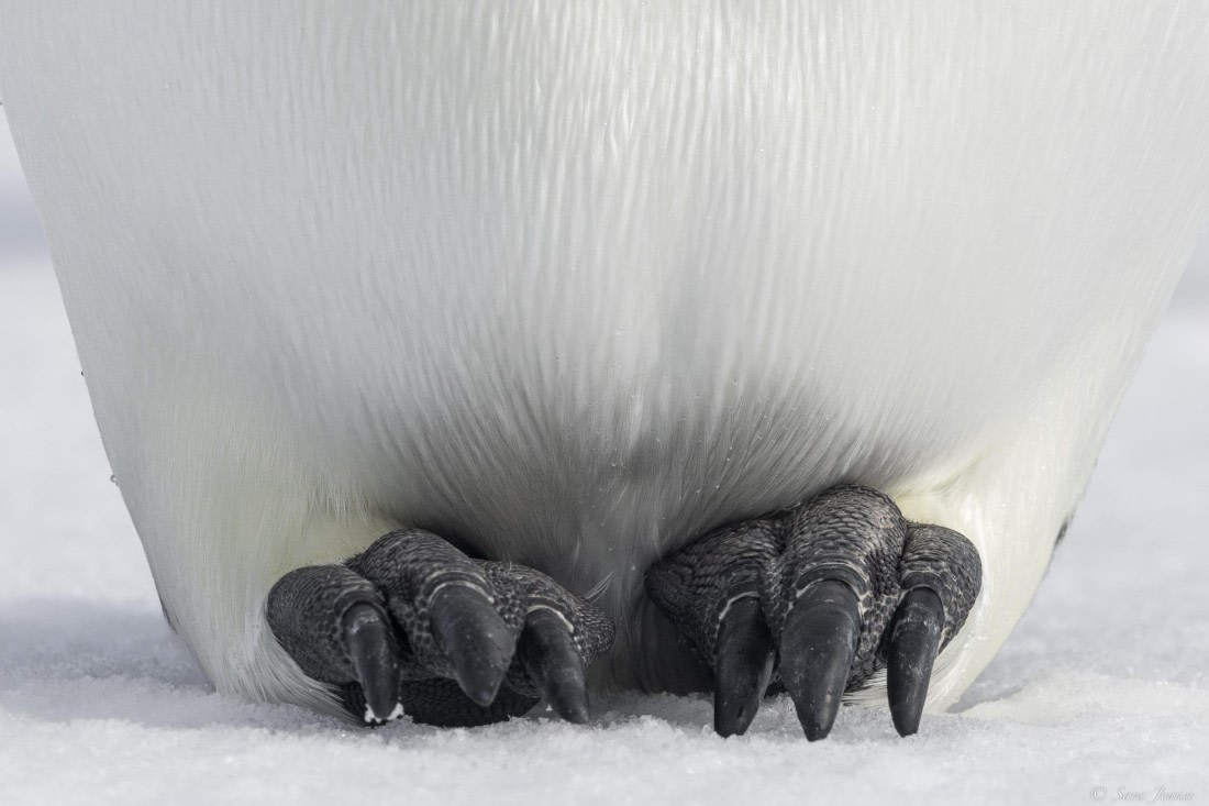 OTL30-25, Day 22, Emperor penguin feet © Sara Jenner - Oceanwide Expeditions.jpg