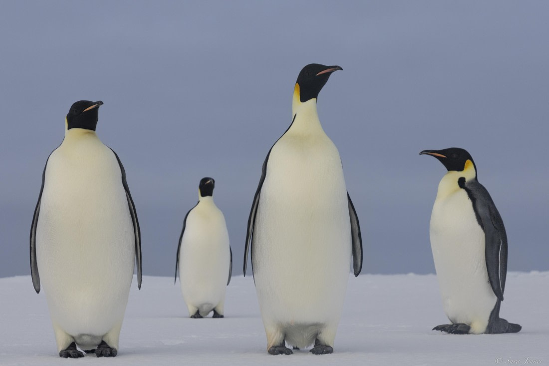 OTL30-25, Day 22, Emperor penguins 2 © Sara Jenner - Oceanwide Expeditions.jpg