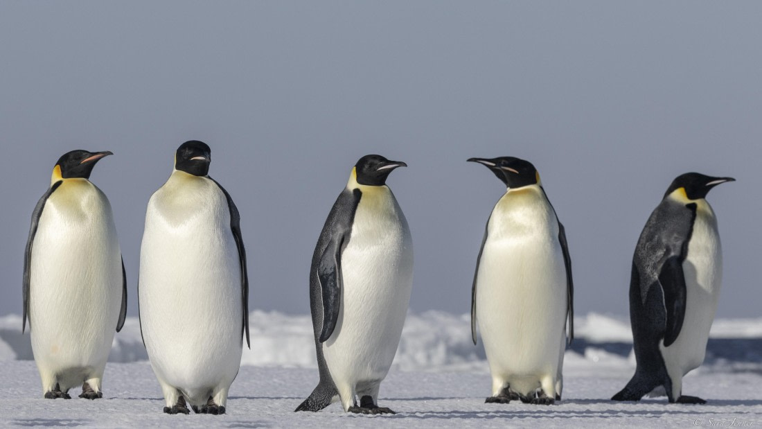 OTL30-25, Day 22, Emperor penguins 8 © Sara Jenner - Oceanwide Expeditions.jpg