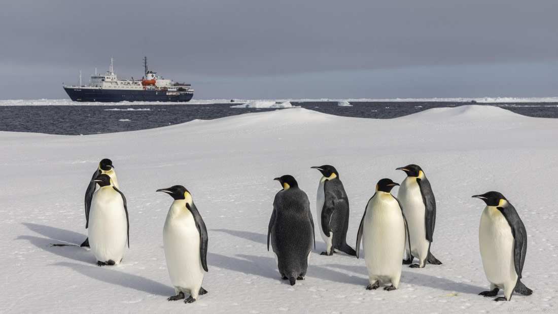 OTL30-25, Day 22, Emperor penguins 7 © Sara Jenner - Oceanwide Expeditions.jpg