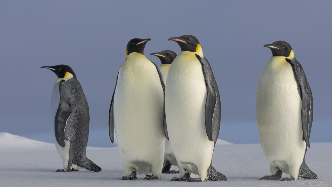 OTL30-25, Day 22, Emperor penguins 12 © Sara Jenner - Oceanwide Expeditions.jpg