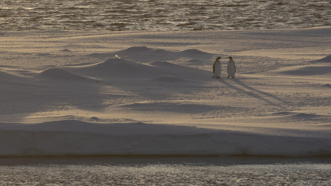OTL30-25, Day 22, Emperor penguins at sunrise © Sara Jenner - Oceanwide Expeditions.jpg