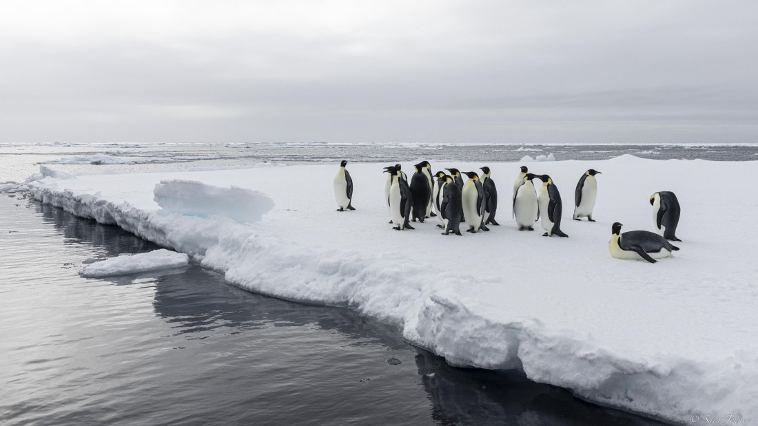 OTL30-25, Day 22, Emperor penguins13 © Sara Jenner - Oceanwide Expeditions.jpg