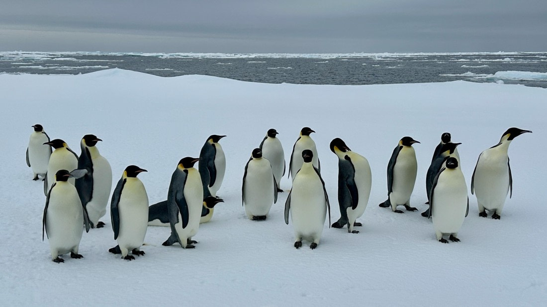 OTL30-25, Day 22, IMG_0764 © Unknown photographer - Oceanwide Expeditions.jpeg