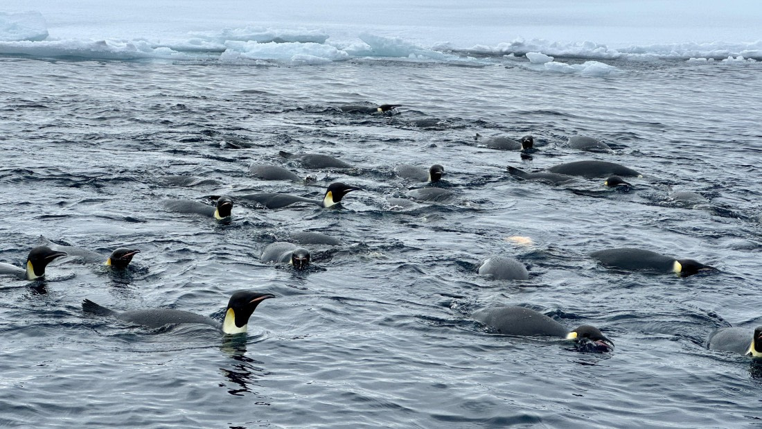 OTL30-25, Day 22, IMG_0774 © Unknown photographer - Oceanwide Expeditions.jpeg