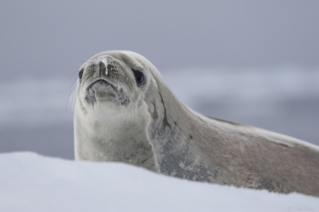 OTL30-25, Day 23, Crab eater 1 © Sara Jenner - Oceanwide Expeditions.jpg