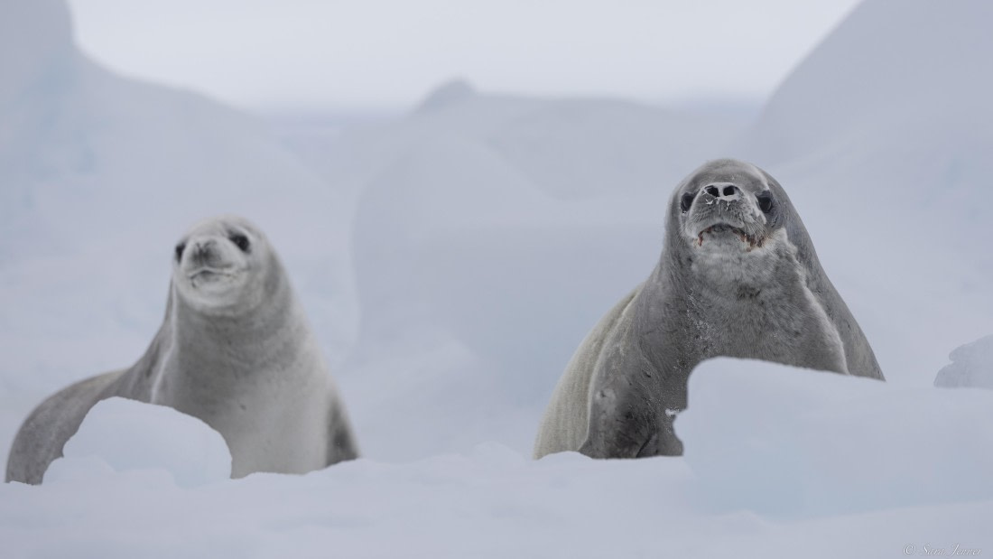 OTL30-25, Day 23, Crab eater 3 © Sara Jenner - Oceanwide Expeditions.jpg