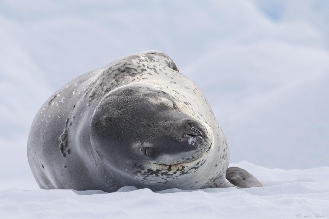 OTL30-25, Day 23, Leopard Seal_ © Sara Jenner  - Oceanwide Expeditions.jpg
