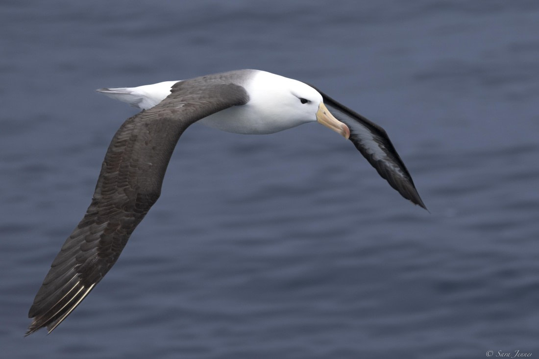 OTL30-25, Day 24, Black browed albatross © Sara Jenner - Oceanwide Expeditions.jpg