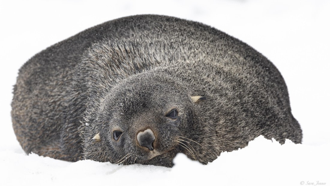 OTL30-25, Day 24, Fur seal (3) © Sara Jenner - Oceanwide Expeditions.jpg