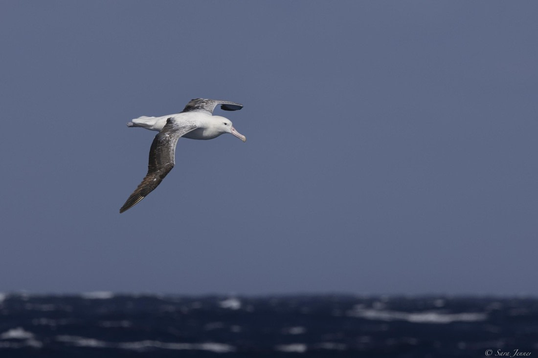 OTL30-25, Day 26, Albatross-2 © Sara Jenner - Oceanwide Expeditions.jpg