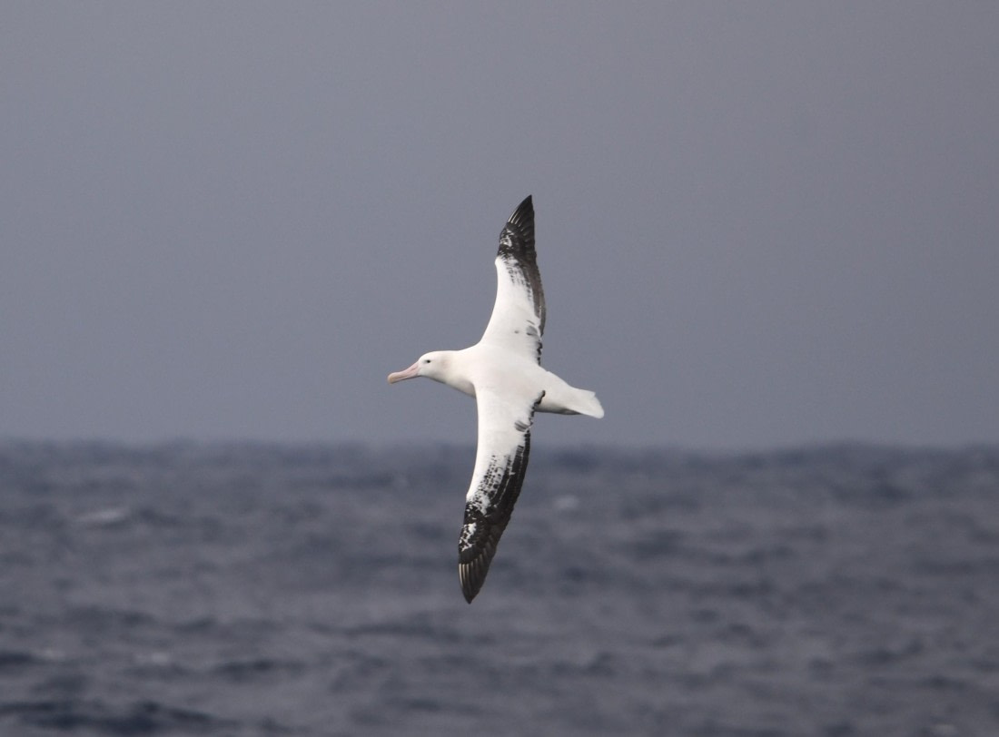 OTL30-25, Day 2, W1 © Unknown photographer  - Oceanwide Expeditions.JPG