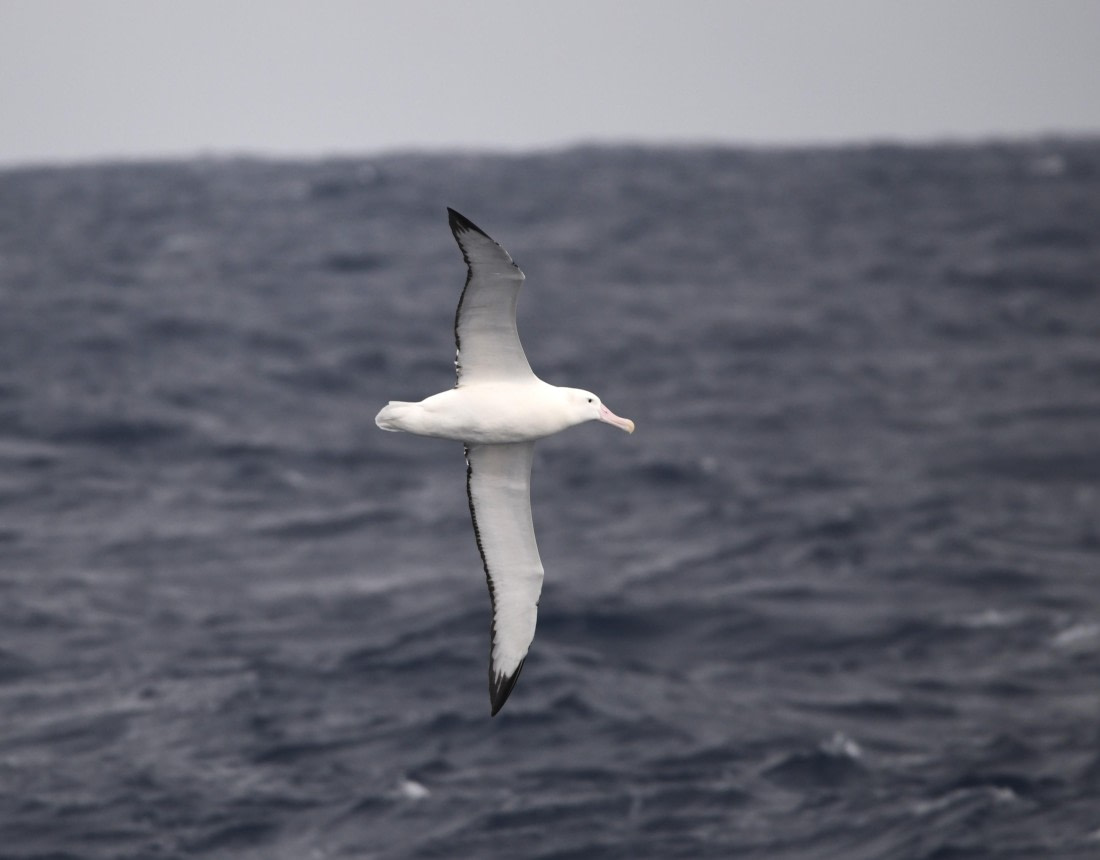 OTL30-25, Day 2, W2 © Unknown photographer  - Oceanwide Expeditions.JPG