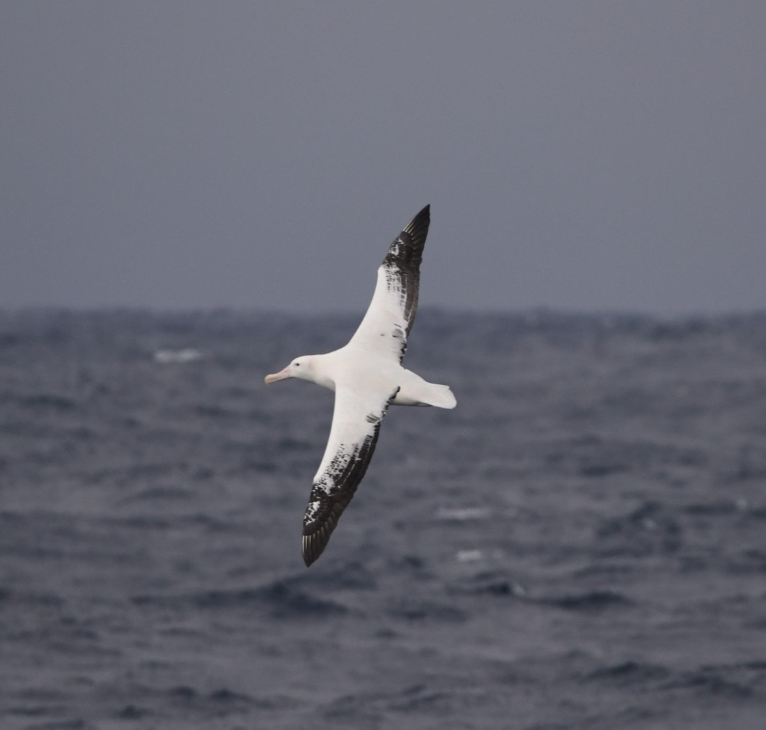 OTL30-25, Day 2, W4 © Unknown photographer  - Oceanwide Expeditions.JPG