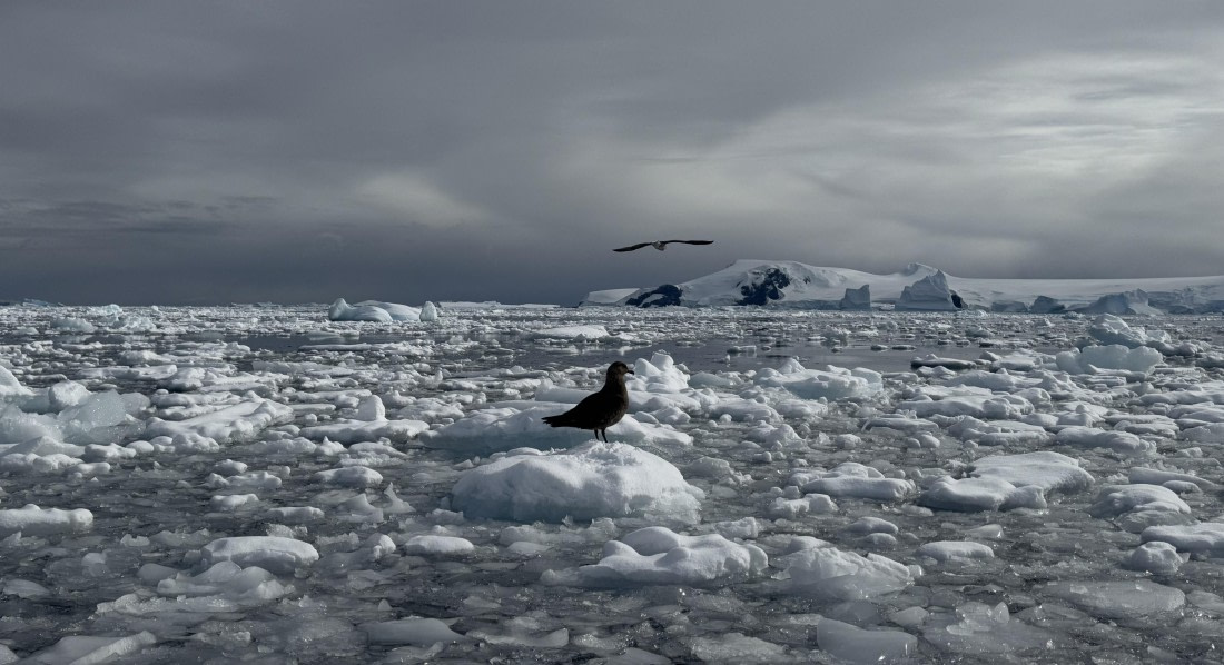 Sea ice in Cierva Cove