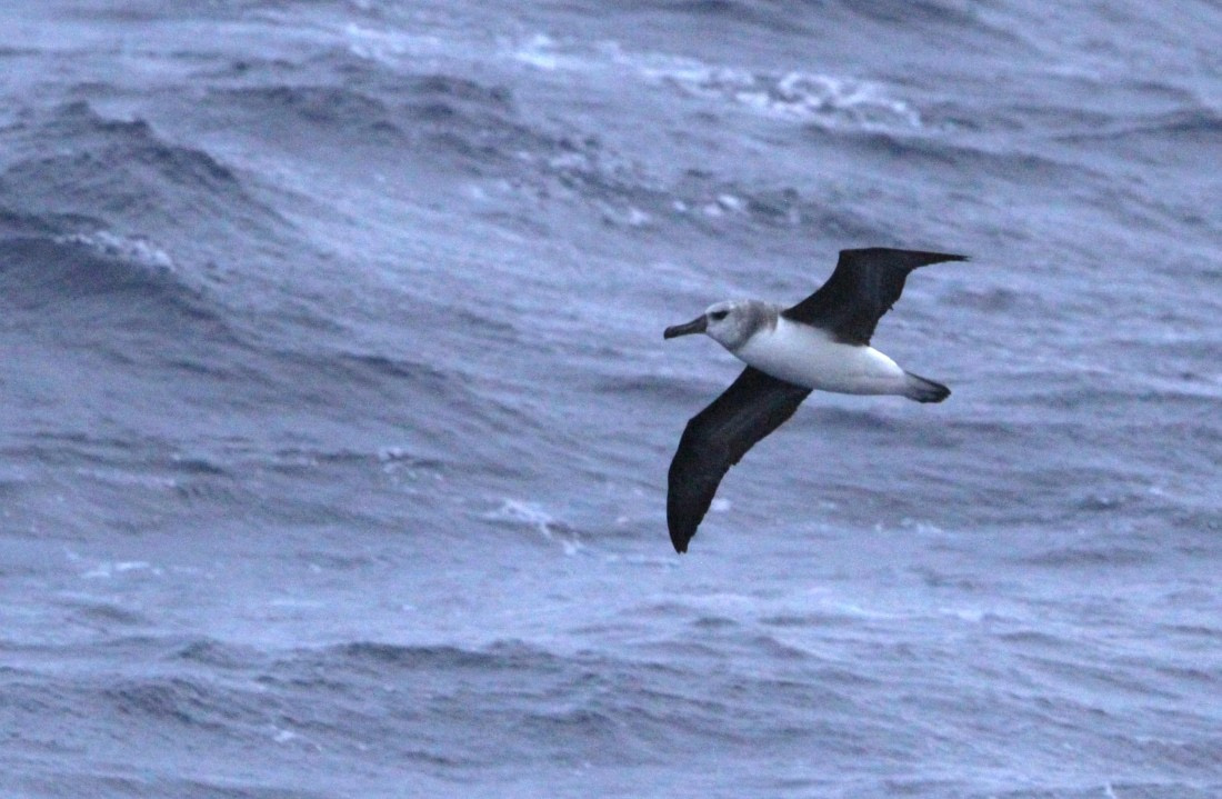 PLA31-25, Day 3, IMG_0013 © Unknown photographer - Oceanwide Expeditions.JPG