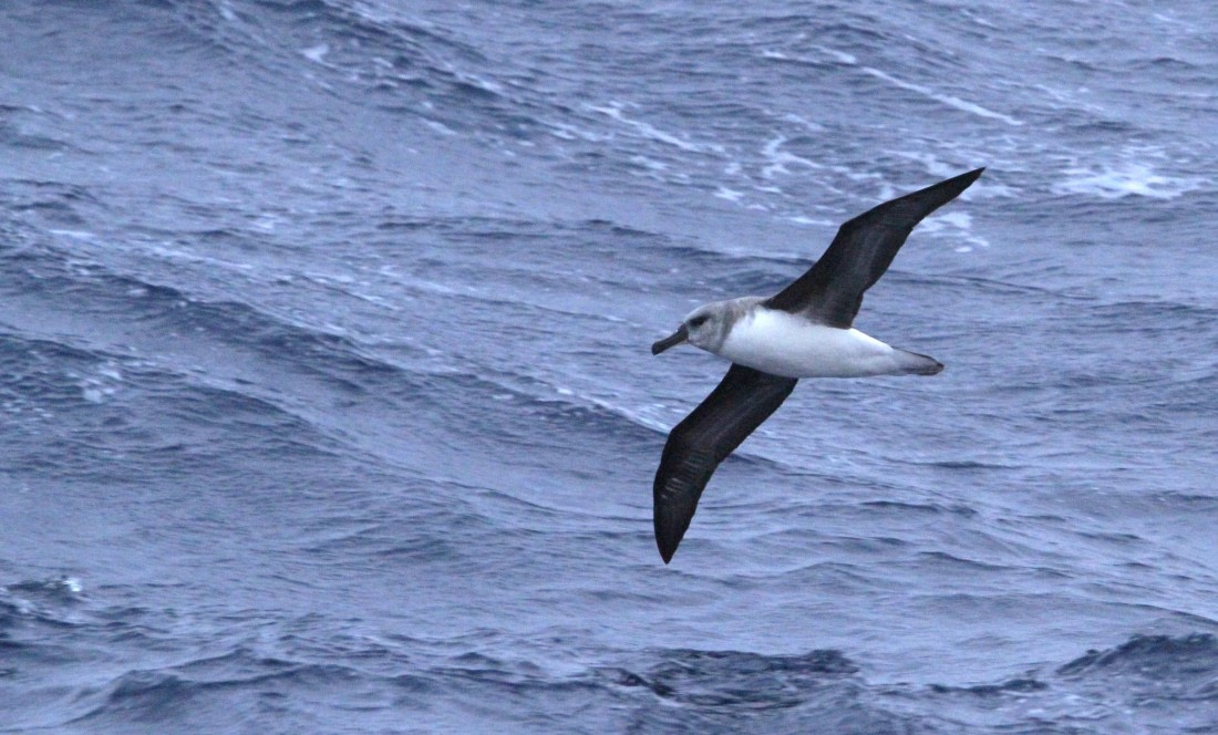 PLA31-25, Day 3, IMG_0031 © Unknown photographer - Oceanwide Expeditions.JPG