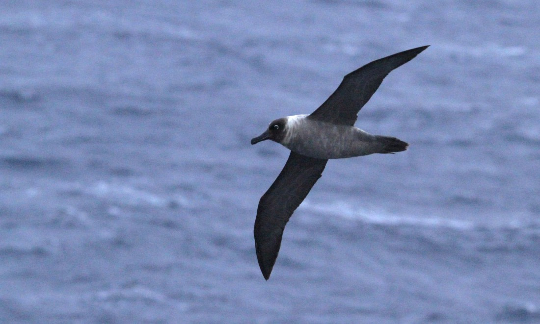 PLA31-25, Day 3, IMG_0089 © Unknown photographer - Oceanwide Expeditions.JPG